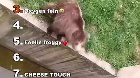 Funny animal videos ranking