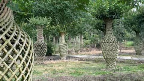 Crepe Myrtle Trees Grown Into Intricate Sculptures