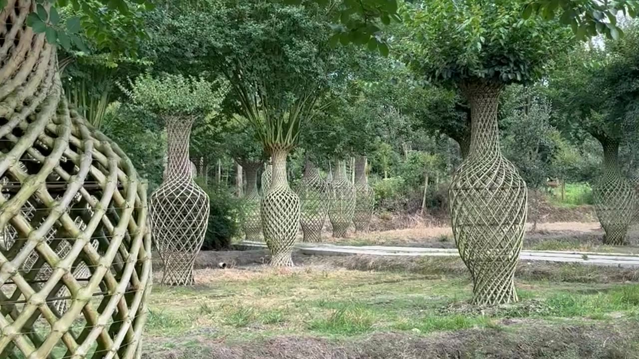 Crepe Myrtle Trees Grown Into Intricate Sculptures