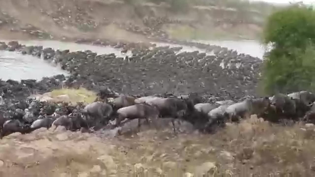 Why do wildebeest migrate in the serengeti