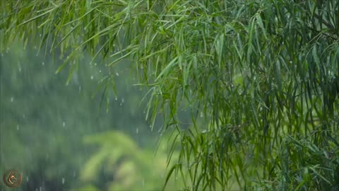 Rain’s Symphony