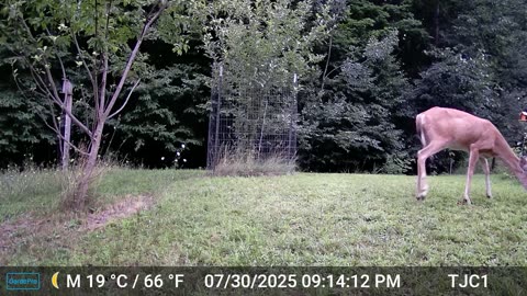 A Doe and Her Fawn
