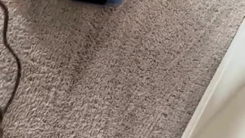 Professional Carpet Cleaning in Westport, MA