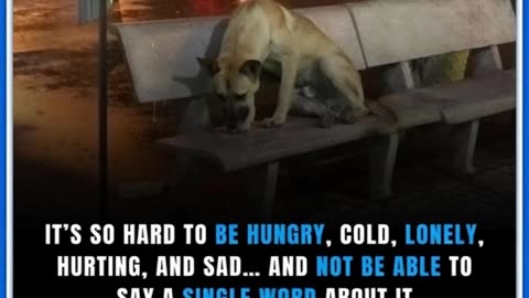 This underscores the harsh reality abandoned dogs face. 😢 🐶 🐾