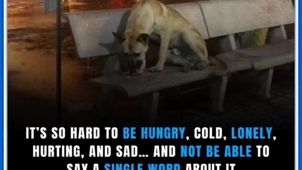 This underscores the harsh reality abandoned dogs face. 😢 🐶 🐾
