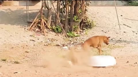 Dog's funny videos 😂 so funny videos 😂 nice dog's comedy scenes 😂