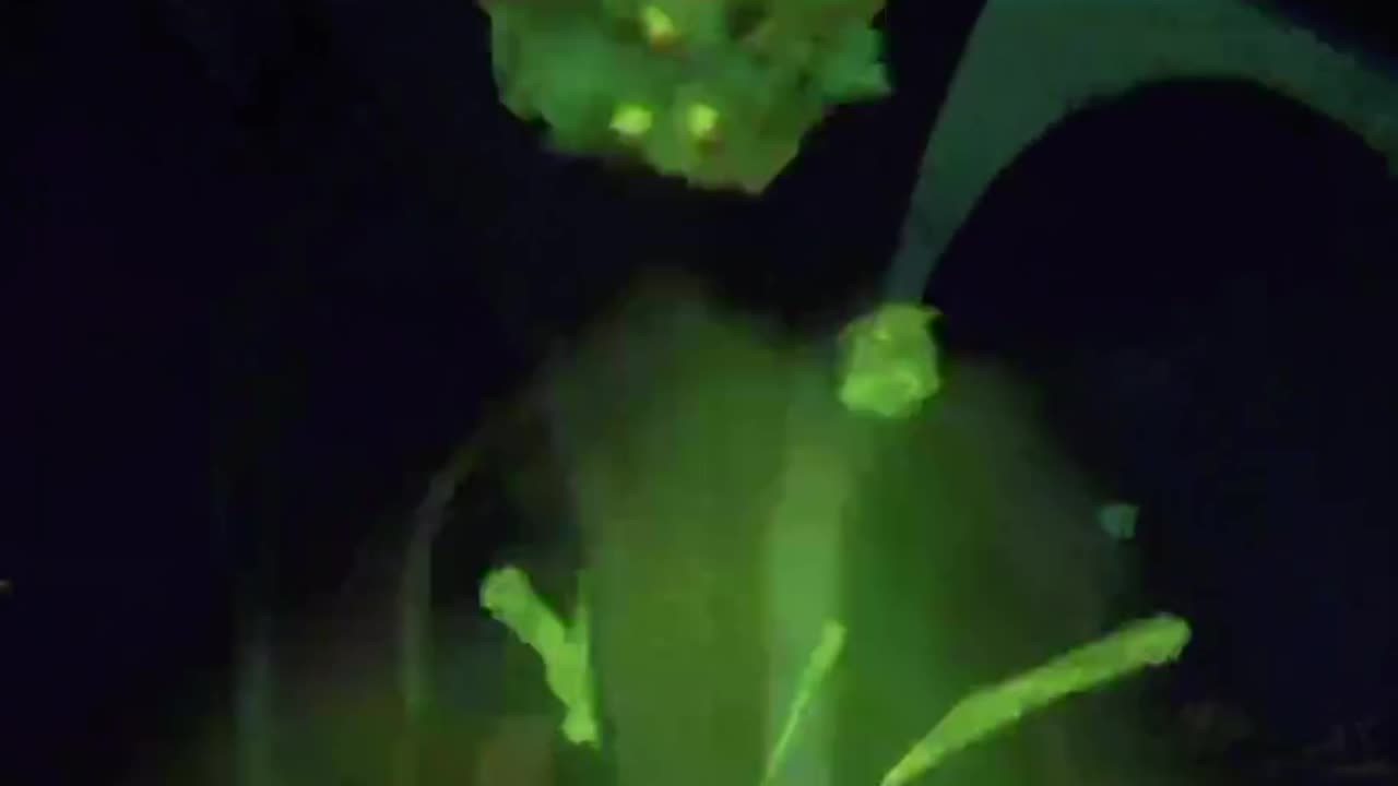 REPO