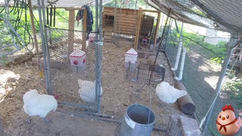 Chicken Live Stream