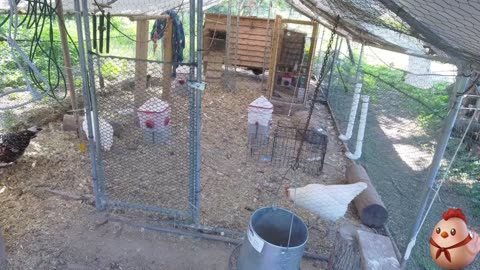 Chicken Live Stream