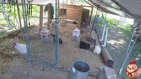 Chicken Live Stream