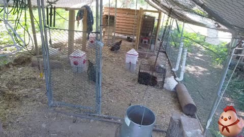 Chicken Live Stream