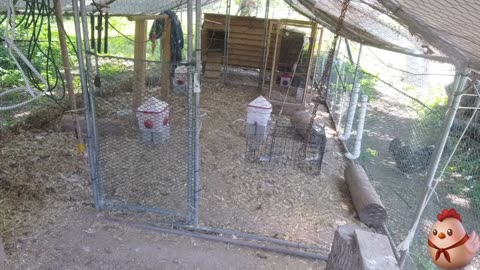Chicken Live Stream