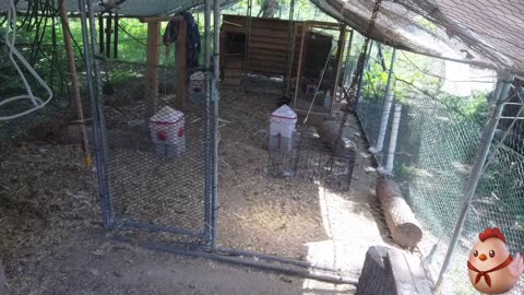 Chicken Live Stream