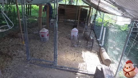Chicken Live Stream