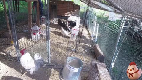 Chicken Live Stream