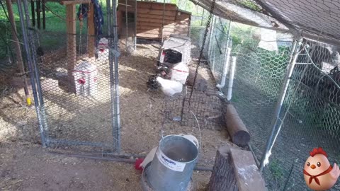 Chicken Live Stream