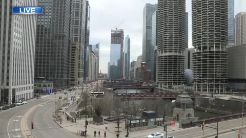 Bird photobombs live news report about birds ABC7 Chicago