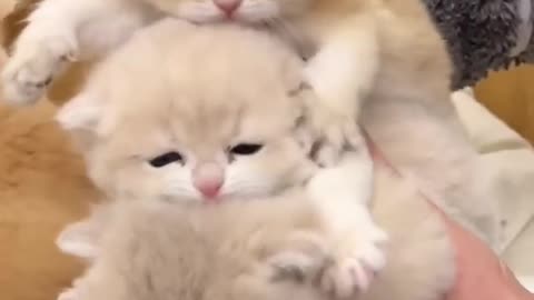 🐱 Funny cat videos _ cute cats _