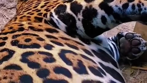 Big cats