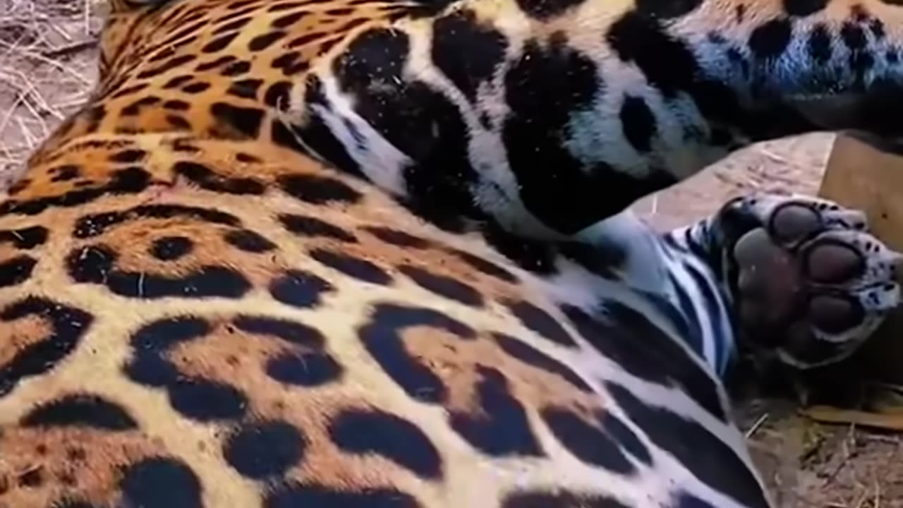 Big cats