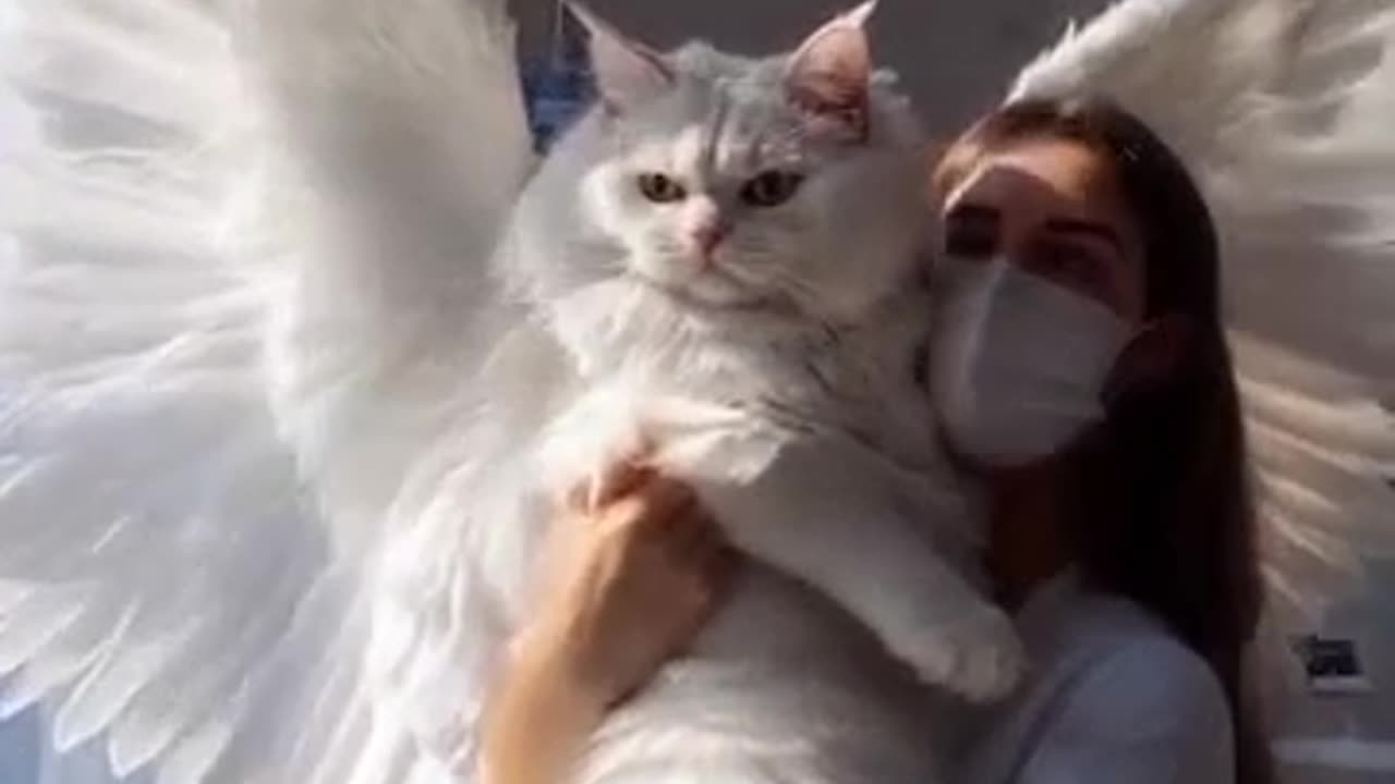 Amazing Cat Ever!