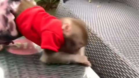 Monkey robbery