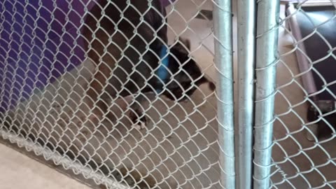 Potato 2y Pet Id 946743 kennel 22 HSSAZ shelter what a darling guy loving his eye-contact20250815104