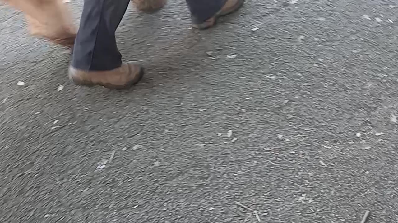 Dog eaters using leads to leave after a shit on the dead