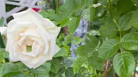 Tree Frog Cozy in a Rose