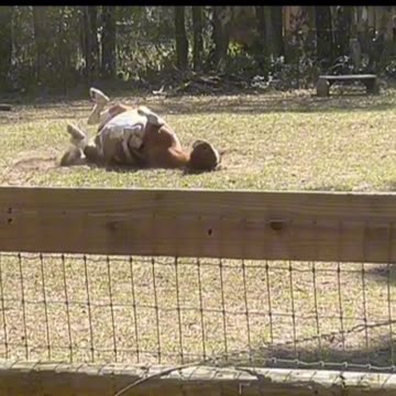 Horses love the 'patches'