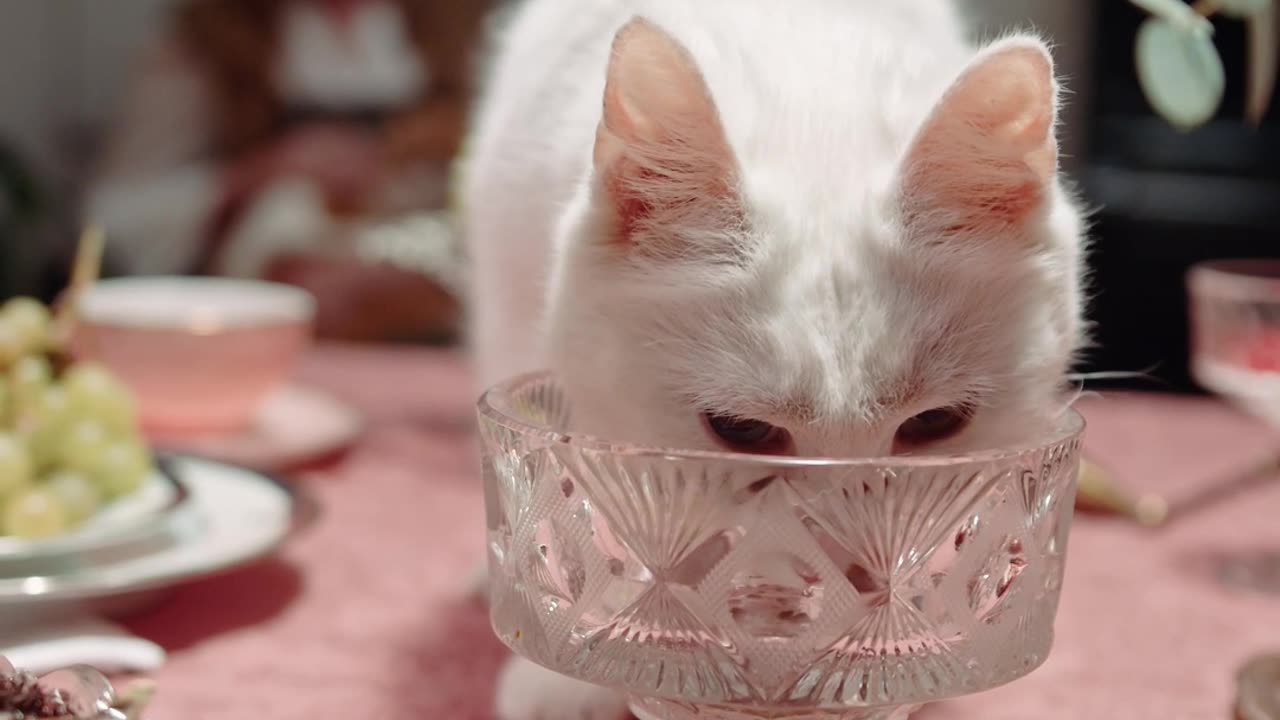 Fancy Cat Drinks Only From Crystal 🍸🐱 #cutecat #catlovers #animalshorts