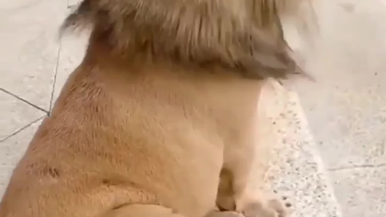 Lion dog