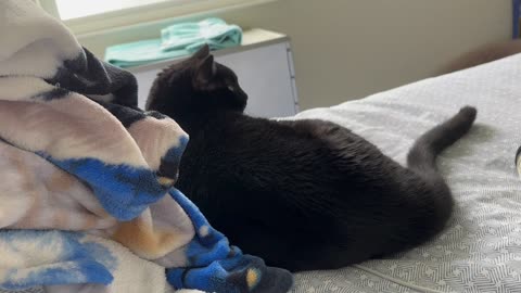 Cute Precious Piper Rests on the Bed - My Adopted Shelter Cat Vlog