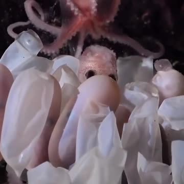 Hatching octopuses