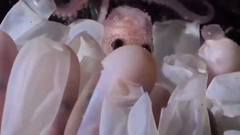 Hatching octopuses