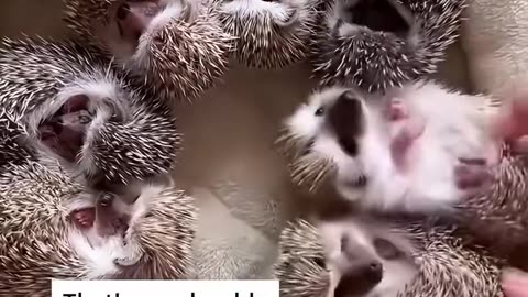 Cute Hedgehog Mom 🦔💕 Giving Birth to Baby Hedgehogs (Adorable Moment)
