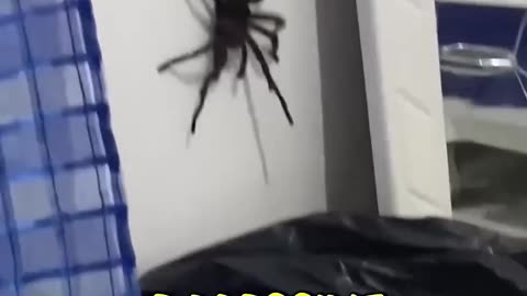 Only in Australia…