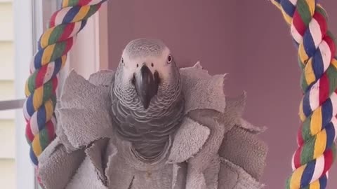 craziest parrot ever laugh till you cry! 🦜😂