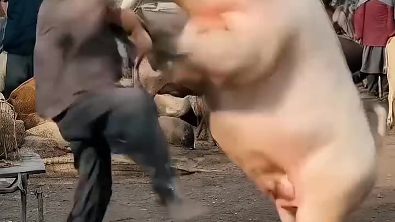 Chinese Man vs. Pig Martial