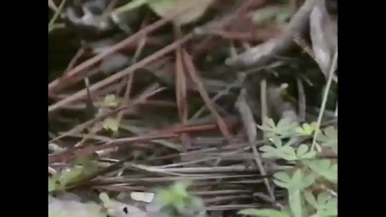 Kratts' Creatures-Behind the Scenes