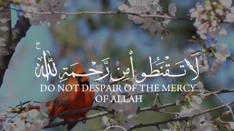 🔥Surah Az Zumar 39 53💖سورة الزمر🌌 #quran #shorts #viral #trending #love #youtubeshorts #shortvideo