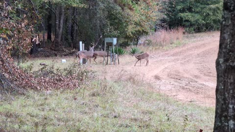 DOES...AND A BUCK!