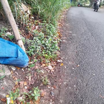 Into the Heart of the Jungle