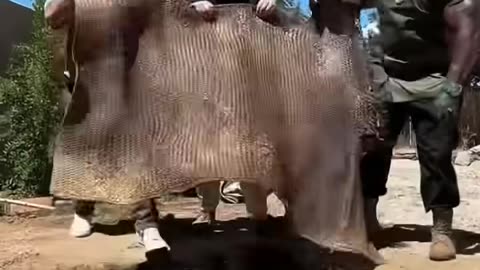 Nobody bites the Chef! #chef #food #goat #recipe #mexico #viral #cooking #funny #comedy