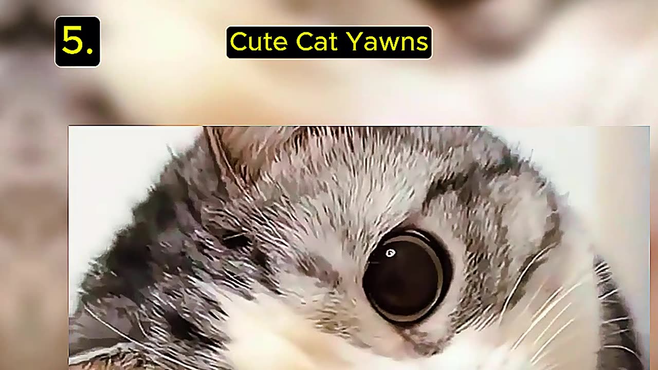 Top 5 Cute Cat