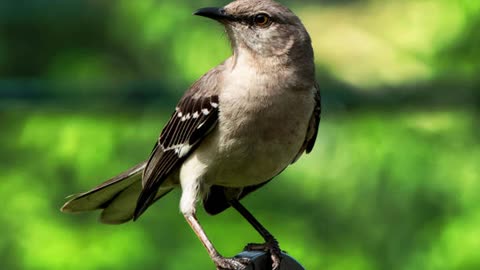 Waking Up to Mockingbirds