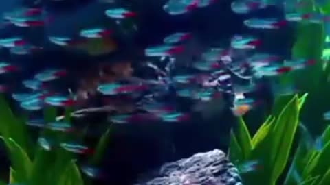 FUNNY & CUTE ANIMALS