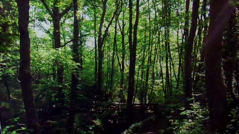 This depopulation agenda 11/17/25: