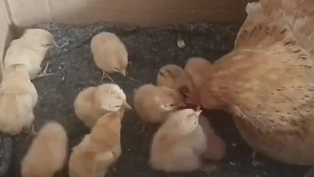 Mother Hen is not even angry.