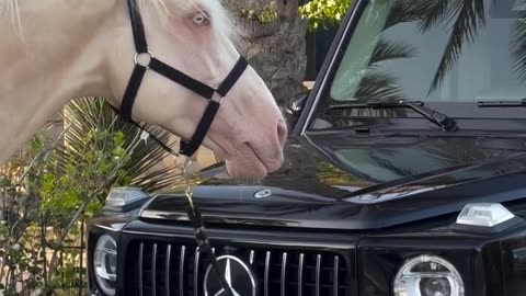 Quality Time - Hourses & G-Wagons Mercedes #fyp #foryou #viral #cars #animals